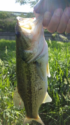 c7ec40beb8c5aa277bf4814ba129af50_1527939216_7643.jpg